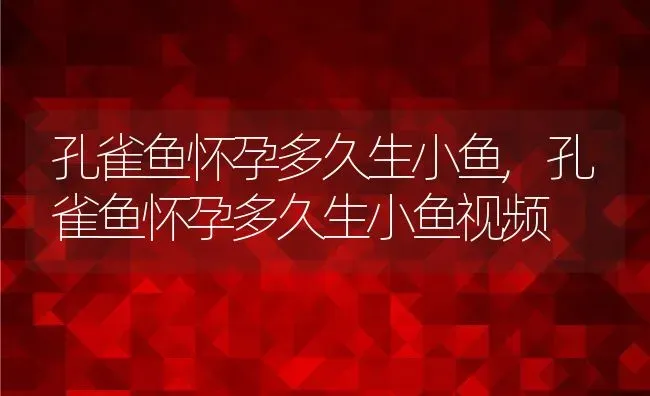 孔雀鱼怀孕多久生小鱼,孔雀鱼怀孕多久生小鱼视频 | 宠物百科知识