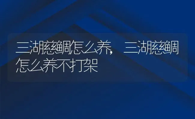 三湖慈鲷怎么养,三湖慈鲷怎么养不打架 | 宠物百科知识