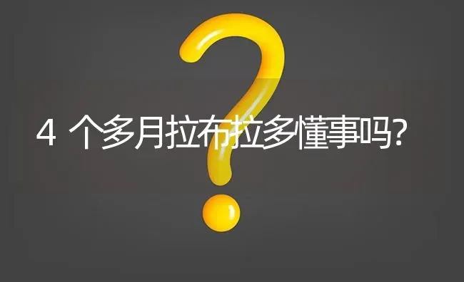 4个多月拉布拉多懂事吗？ | 动物养殖问答