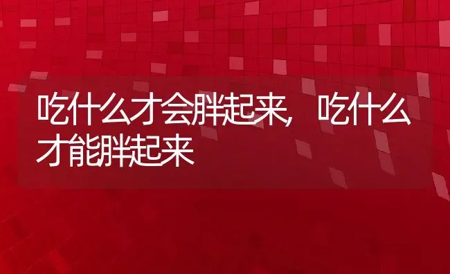 吃什么才会胖起来,吃什么才能胖起来 | 宠物百科知识