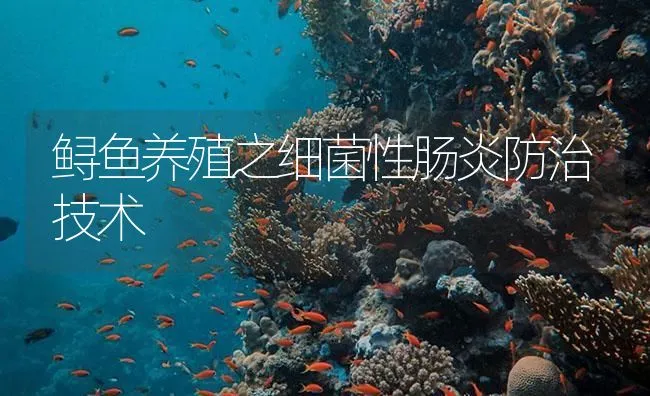 鲤鱼白云病的诊断与防治 | 海水养殖技术