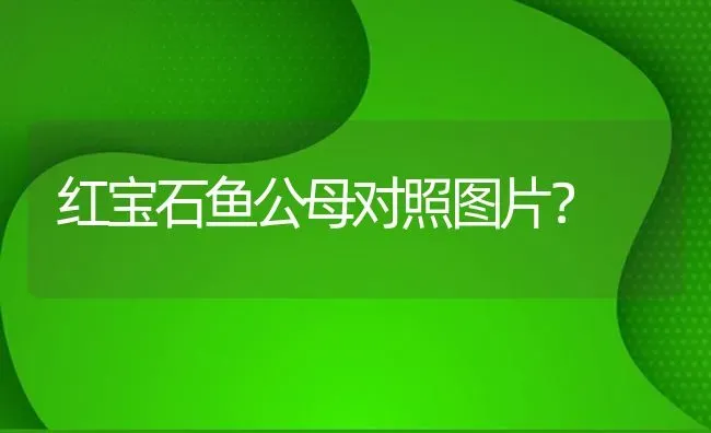 红宝石鱼公母对照图片？ | 鱼类宠物饲养