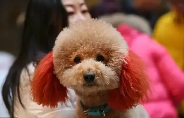 纯种泰迪犬怎么分辨,怎样辨别纯种泰迪犬？