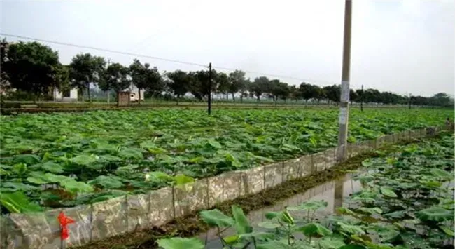 哪种泥鳅养殖模式更适合你 泥鳅养殖介绍