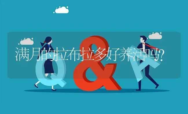 满月的拉布拉多好养活吗？ | 动物养殖问答