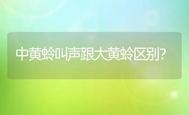 中黄蛉叫声跟大黄蛉区别？ | 动物养殖问答