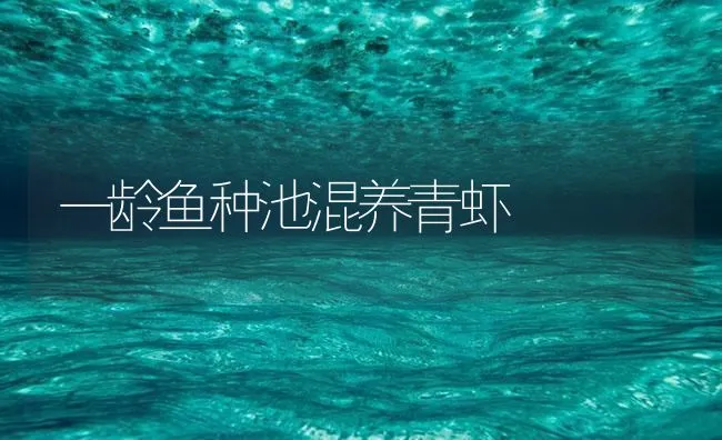 一龄鱼种池混养青虾 | 海水养殖技术