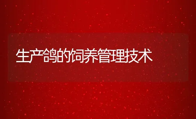 生产鸽的饲养管理技术 | 动物养殖饲料