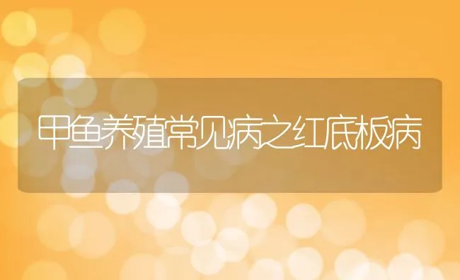 甲鱼养殖常见病之红底板病 | 水产养殖知识