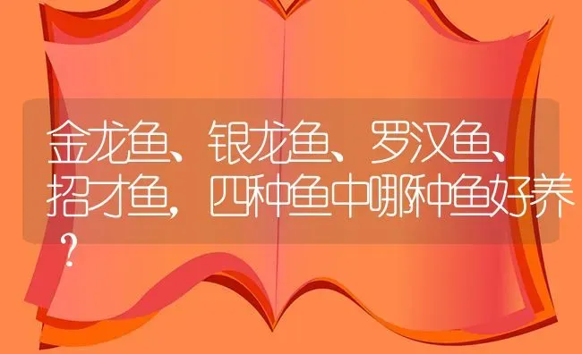 金龙鱼、银龙鱼、罗汉鱼、招才鱼，四种鱼中哪种鱼好养？ | 鱼类宠物饲养