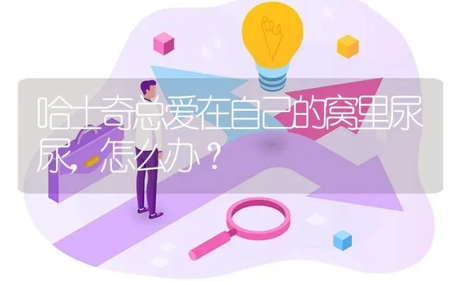 哈士奇总爱在自己的窝里尿尿，怎么办？ | 动物养殖问答