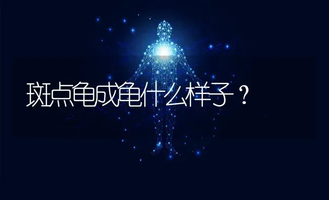 斑点龟成龟什么样子？ | 动物养殖问答