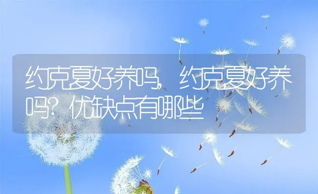 约克夏好养吗,约克夏好养吗?优缺点有哪些 | 宠物百科知识