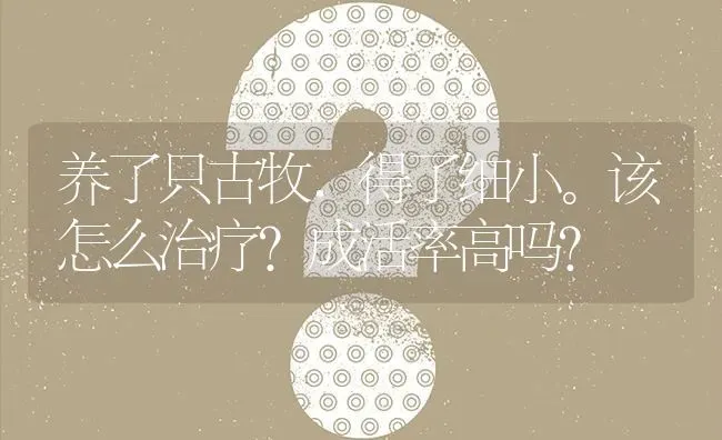 养了只古牧.得了细小。该怎么治疗?成活率高吗？ | 动物养殖问答