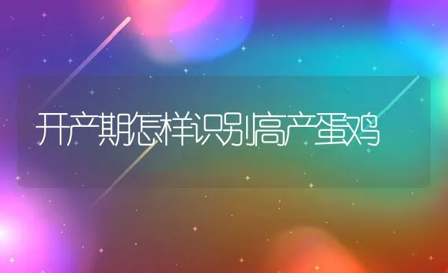 开产期怎样识别高产蛋鸡 | 动物养殖学堂