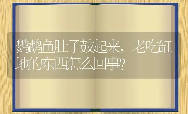 鹦鹉鱼肚子鼓起来,老吃缸地的东西怎么回事？ | 鱼类宠物饲养