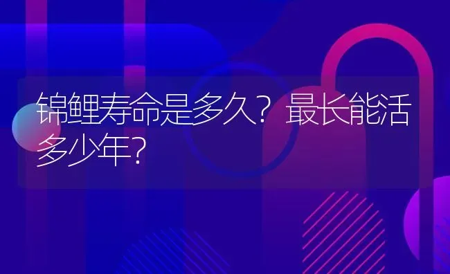 红腹鲳鱼跟食人鲳的区别？ | 鱼类宠物饲养