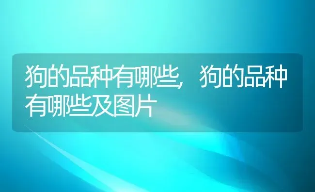 狗的品种有哪些,狗的品种有哪些及图片 | 宠物百科知识