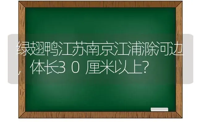 绿翅鸭江苏南京江浦滁河边，体长30厘米以上？ | 动物养殖问答