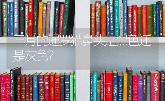 三月的暹罗猫鼻头是黑色还是灰色？ | 动物养殖问答