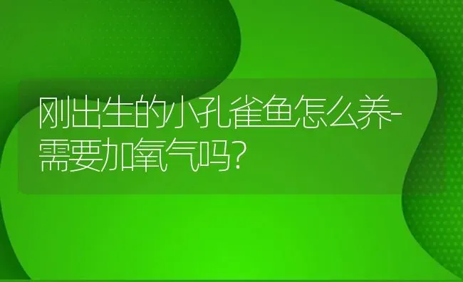 刚出生的小孔雀鱼怎么养-需要加氧气吗？ | 鱼类宠物饲养