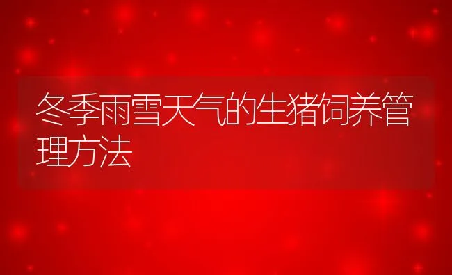 冬季雨雪天气的生猪饲养管理方法 | 动物养殖饲料