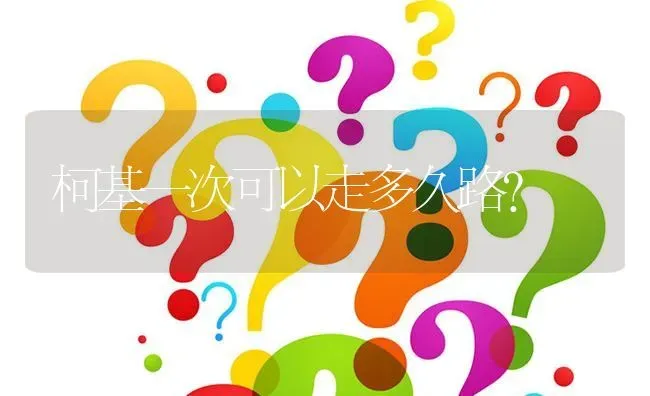 柯基一次可以走多久路？ | 动物养殖问答