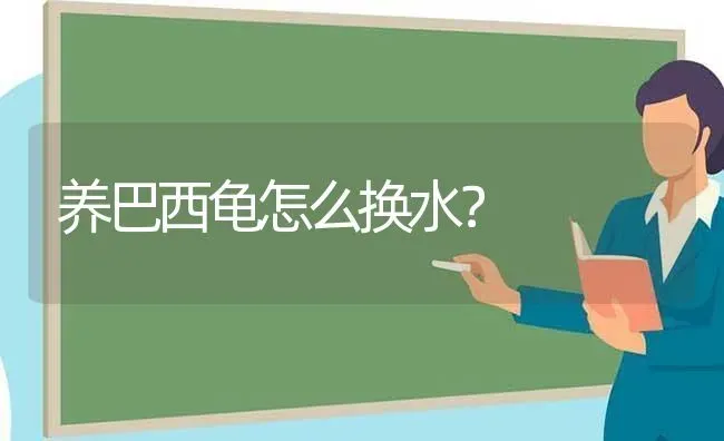 养巴西龟怎么换水？ | 动物养殖问答