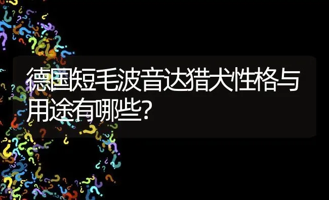 德国短毛波音达猎犬性格与用途有哪些？ | 动物养殖问答