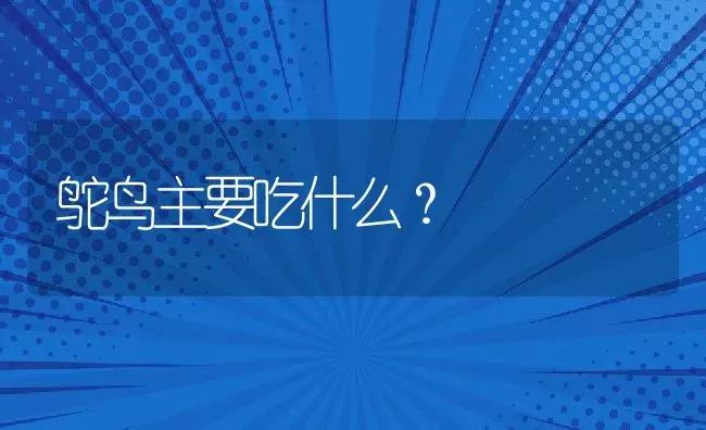 鸵鸟主要吃什么？ | 动物养殖教程