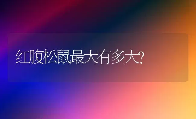 红腹松鼠最大有多大？ | 动物养殖问答