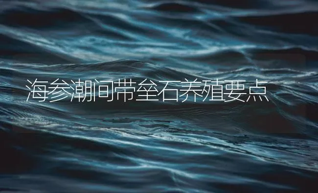 海参潮间带垒石养殖要点 | 海水养殖技术