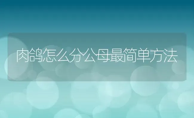 肉鸽怎么分公母最简单方法 | 动物养殖百科