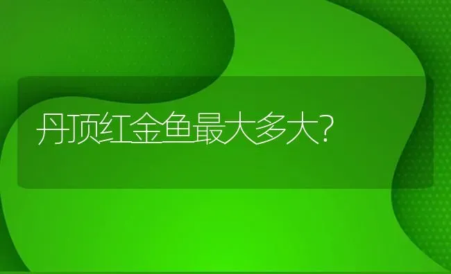 丹顶红金鱼最大多大？ | 鱼类宠物饲养