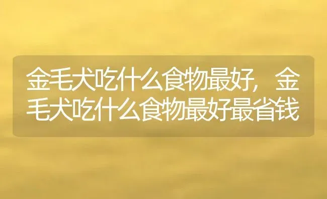 金毛犬吃什么食物最好,金毛犬吃什么食物最好最省钱 | 宠物百科知识