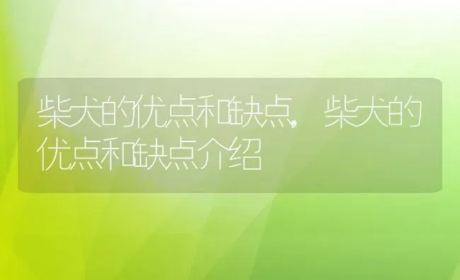 柴犬的优点和缺点,柴犬的优点和缺点介绍 | 宠物百科知识