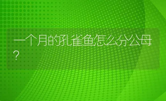 一个月的孔雀鱼怎么分公母？ | 鱼类宠物饲养