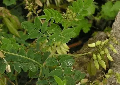 种植黄芪要如何追肥？追什么肥好？