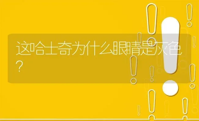 这哈士奇为什么眼睛是灰色？ | 动物养殖问答