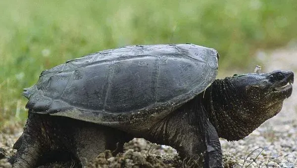 养甲鱼赚钱吗？甲鱼养殖的利润与投资成本及前景预测