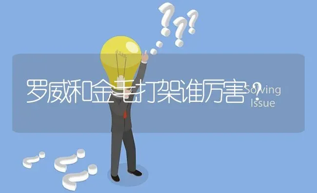 罗威和金毛打架谁厉害？ | 动物养殖问答