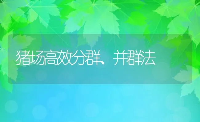 猪场高效分群、并群法 | 动物养殖饲料