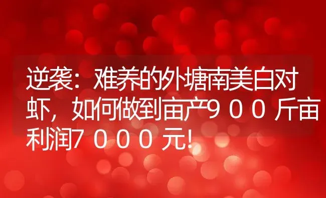 逆袭：难养的外塘南美白对虾，如何做到亩产900斤亩利润7000元！ | 动物养殖百科