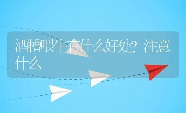 酒槽喂牛有什么好处？注意什么 | 动物养殖百科
