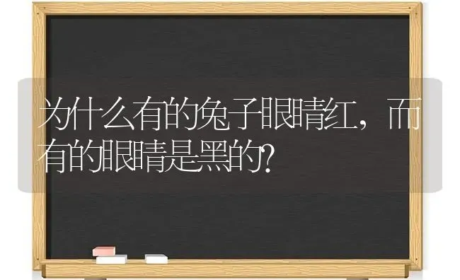 为什么有的兔子眼睛红，而有的眼睛是黑的？ | 动物养殖问答