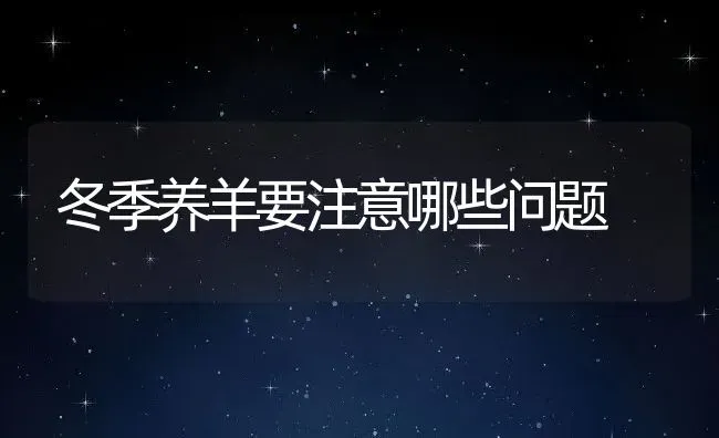 冬季养羊要注意哪些问题 | 动物养殖百科