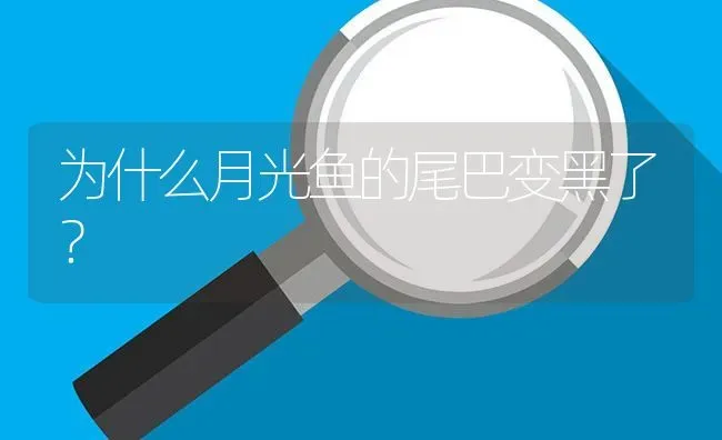 为什么月光鱼的尾巴变黑了？ | 鱼类宠物饲养