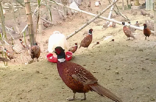 野山鸡各阶段养殖管理