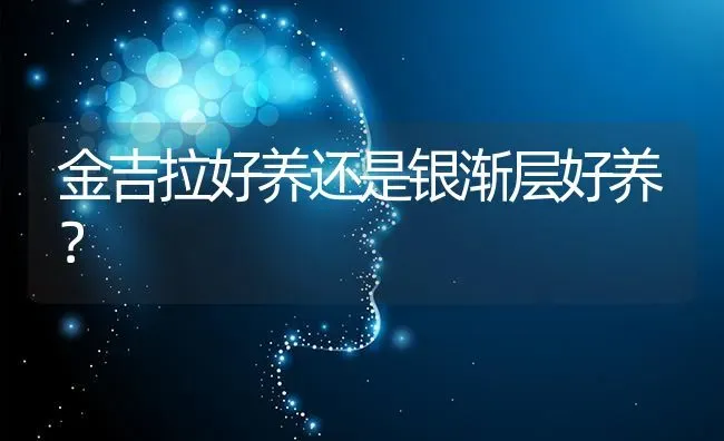 尖嘴狗好还是短嘴狗好？ | 动物养殖问答