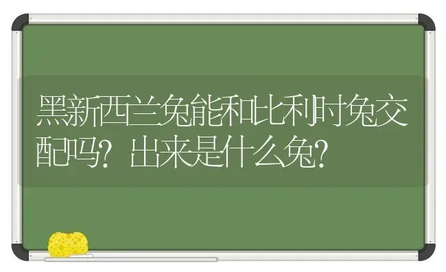 猫发烧的症状有哪些？ | 动物养殖问答